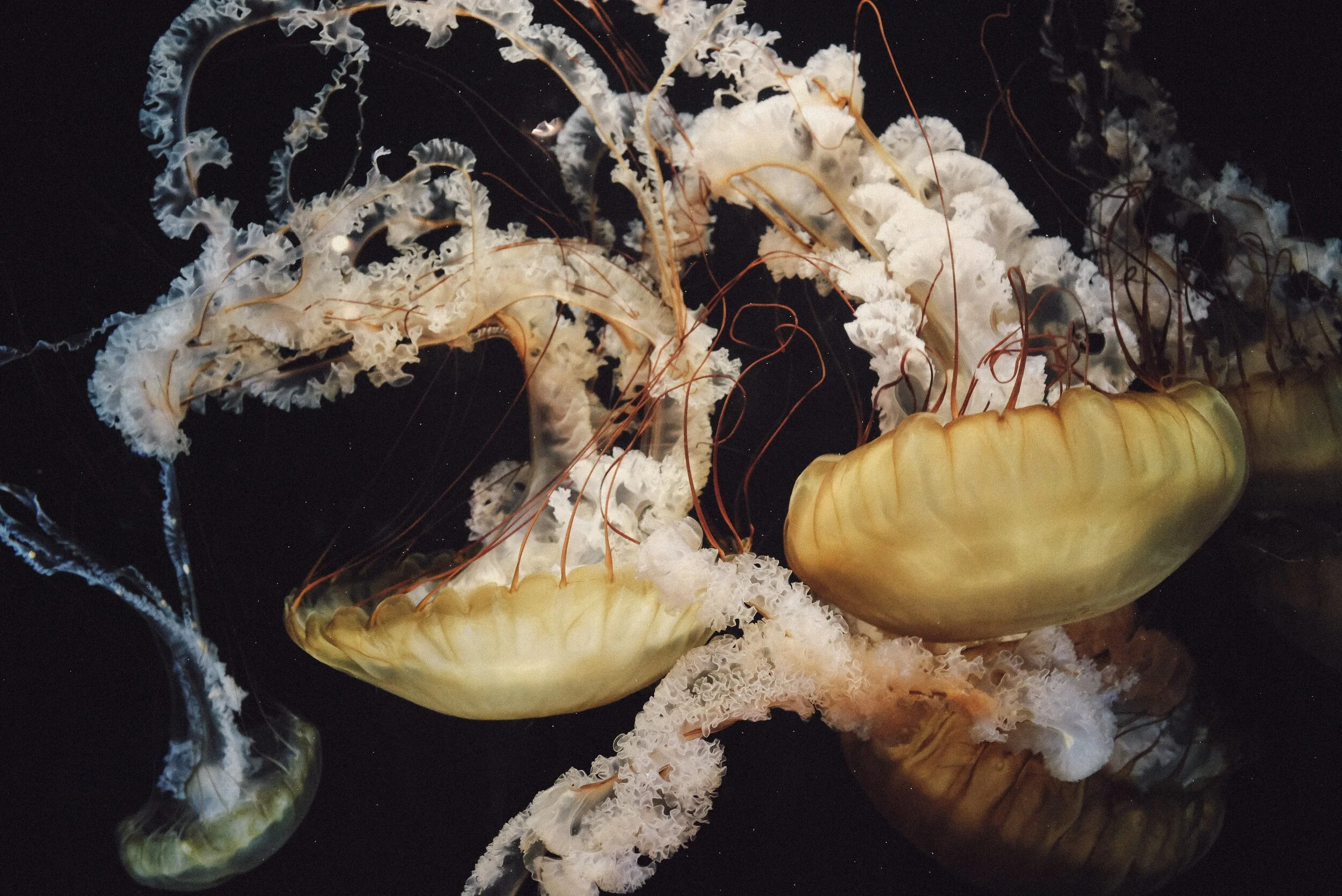 Full Moon in Pisces Ritual + Writing Prompts—Dreaming New Worlds
