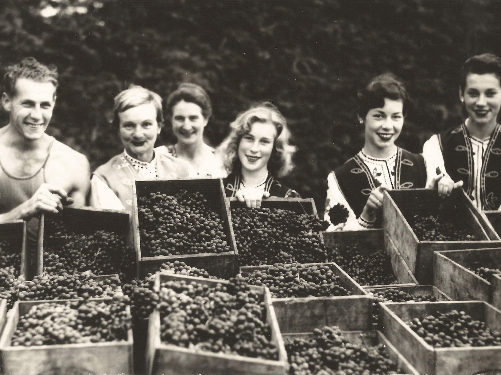 Mazurans Vineyards grape picking vintage from the 1950s