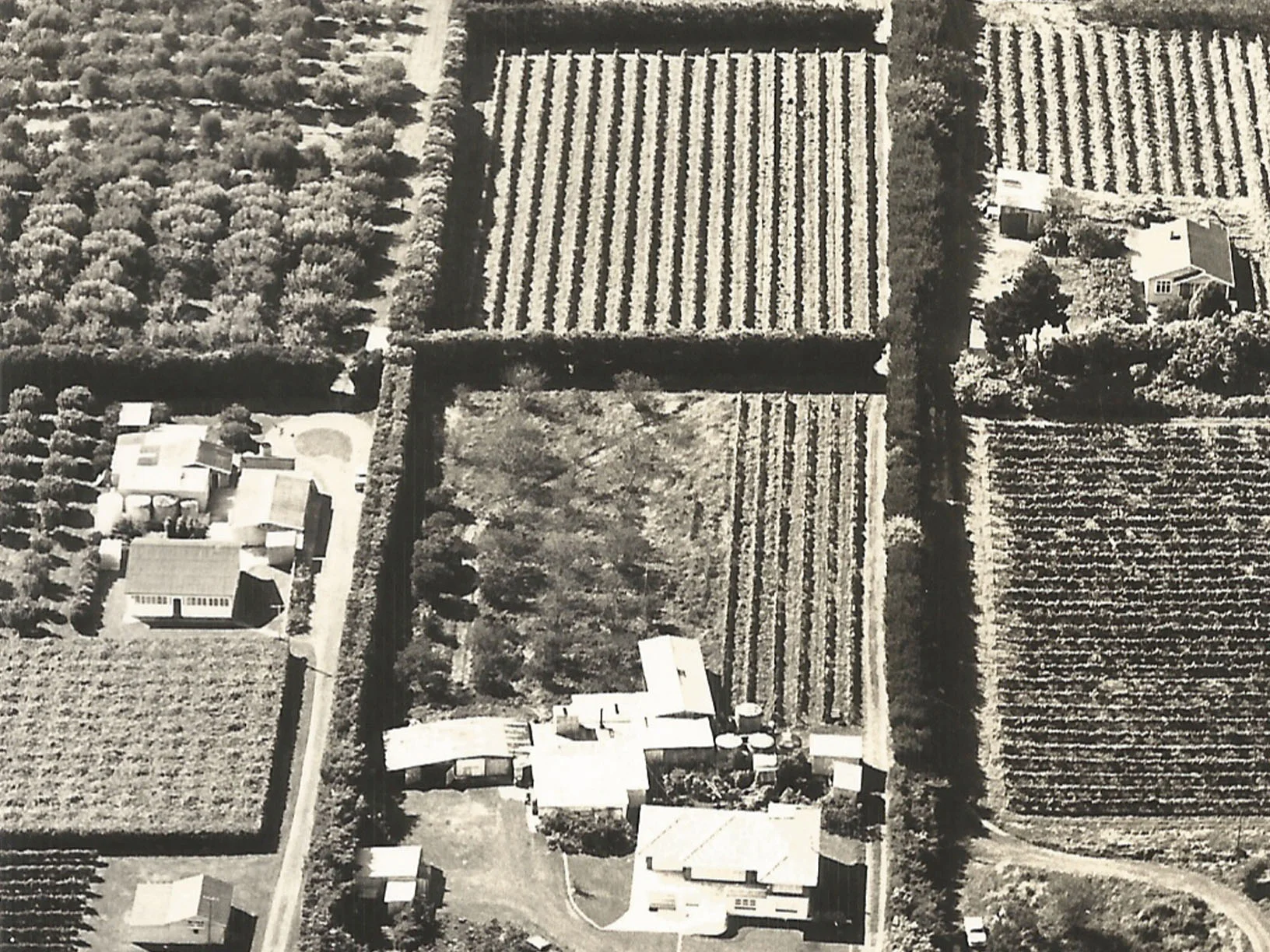 Vineyards and orchards at Mazurans 1960s
