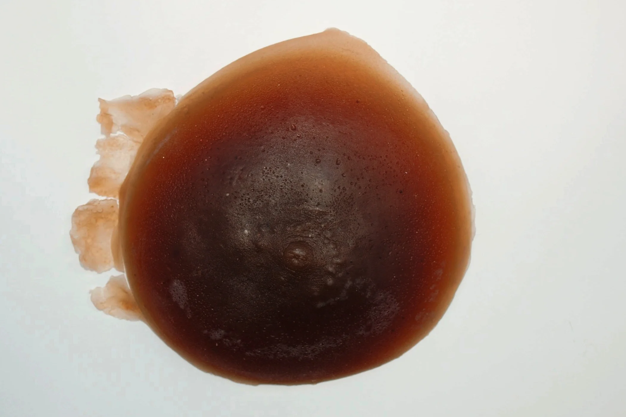 Papilla