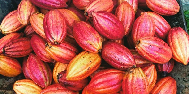 cacao.jpg