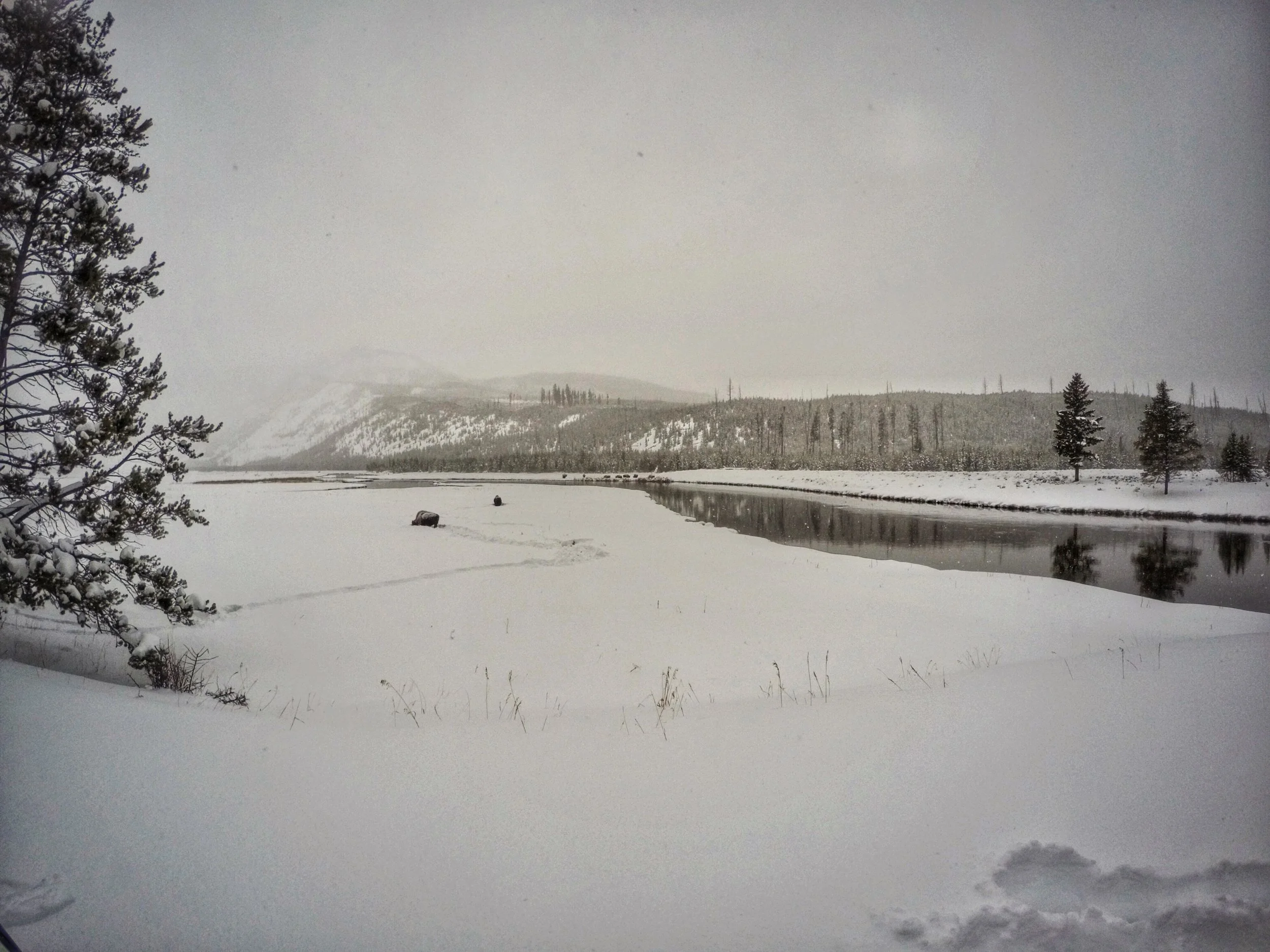 Bison chowing down along the Madison River