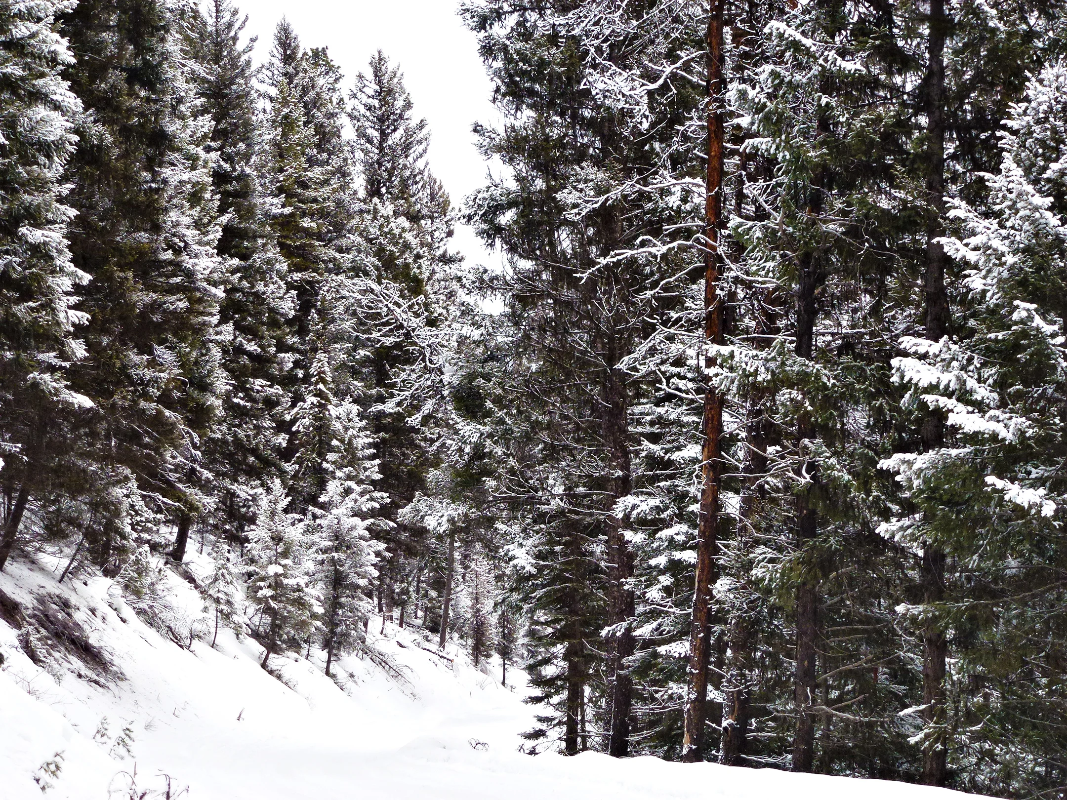 Seeley Lake Forest small.jpg