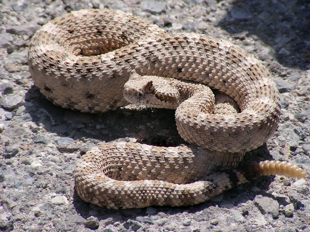 RATTLESNAKE WORK DAY 