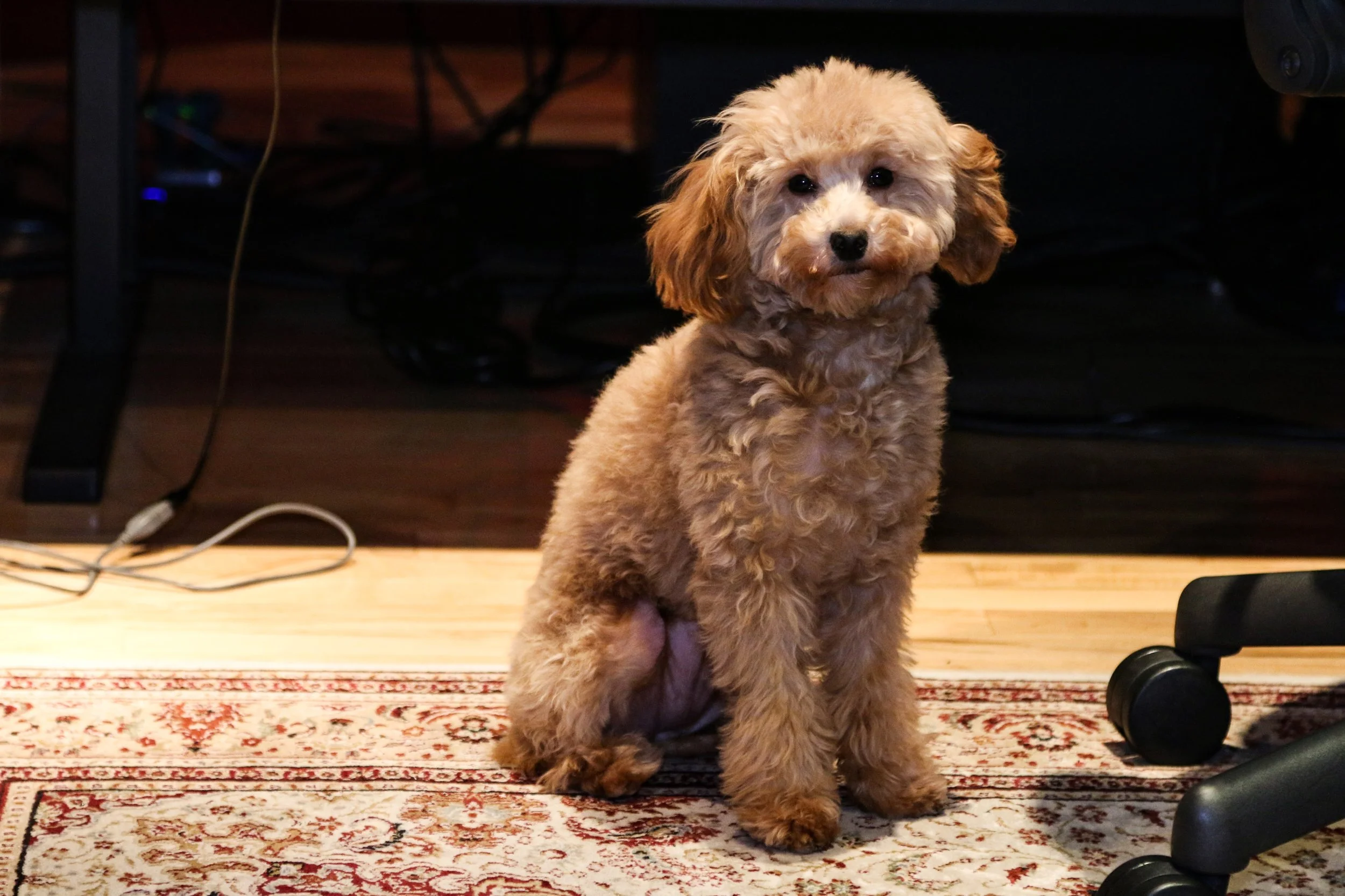 Verona is the studio manager. She sniffs out all clients and gives approval. Treat her kindly and she'll reciprocate. She's very concerned about Freddie.