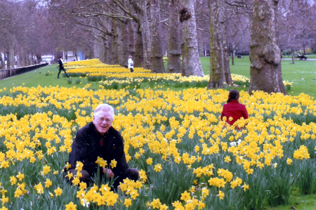 My Affair with Daffodils 2 Project1.png