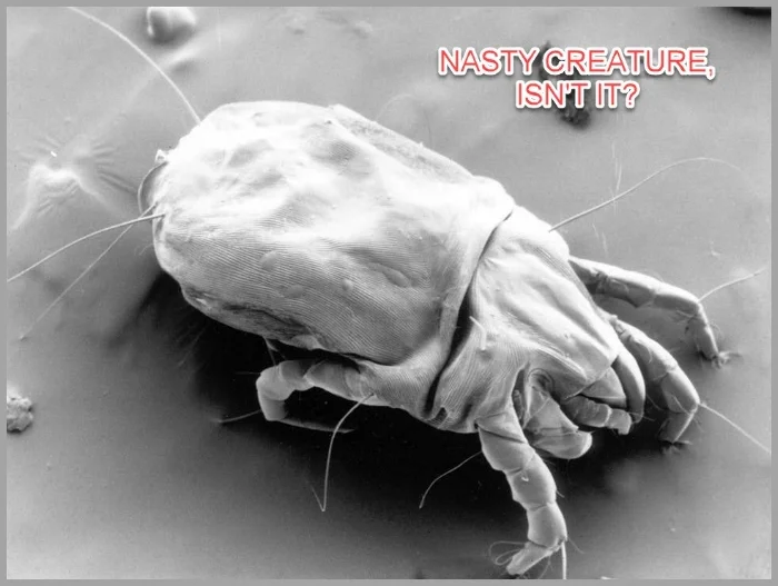 dust mites 16 MOD 2.jpg