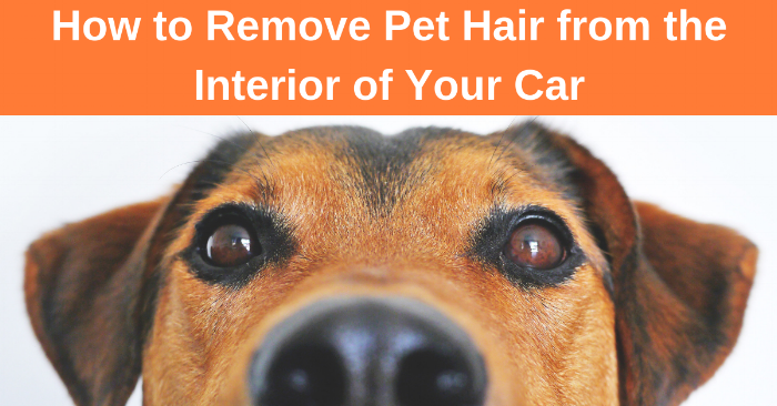 How to remove pet hair from the interior of your car