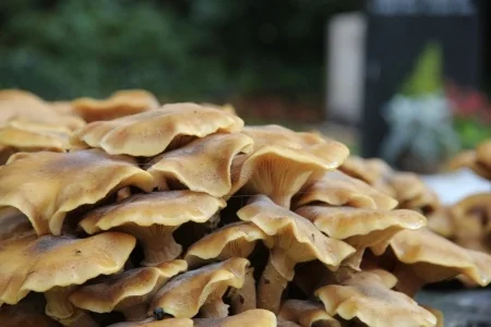 mushrooms