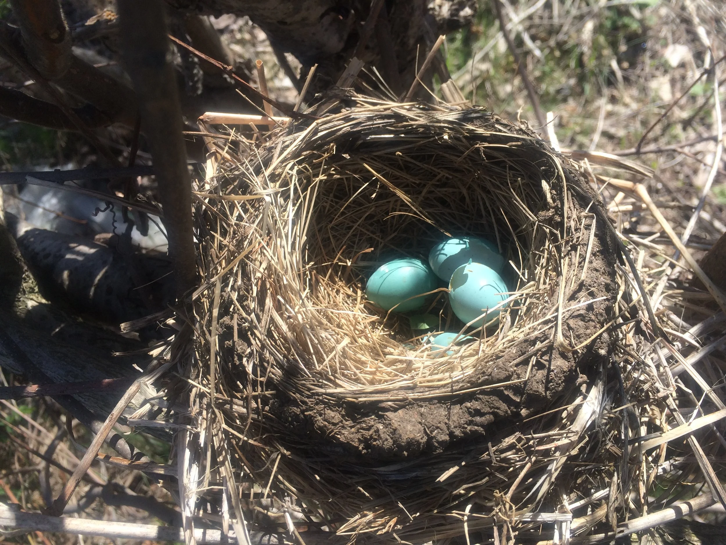 Watching God at Work ... Happy Mother's Day!