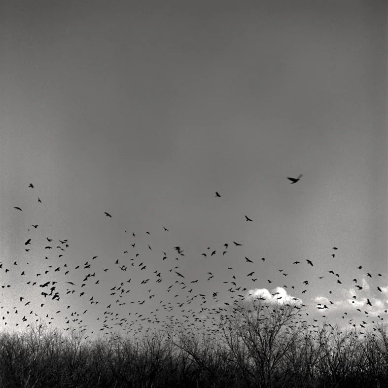 17_Crows-and-Trees.jpg