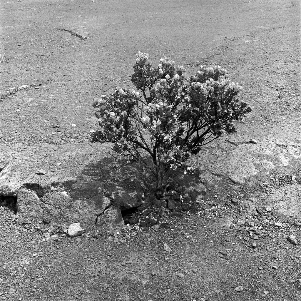42_kilauea bushFLAT.jpg