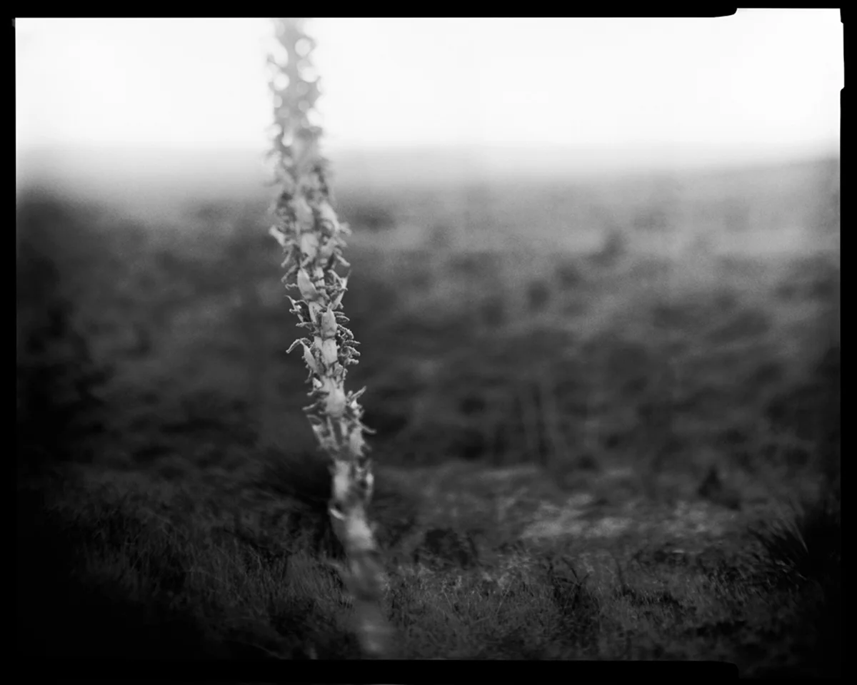 07_03_Yucca1.jpg