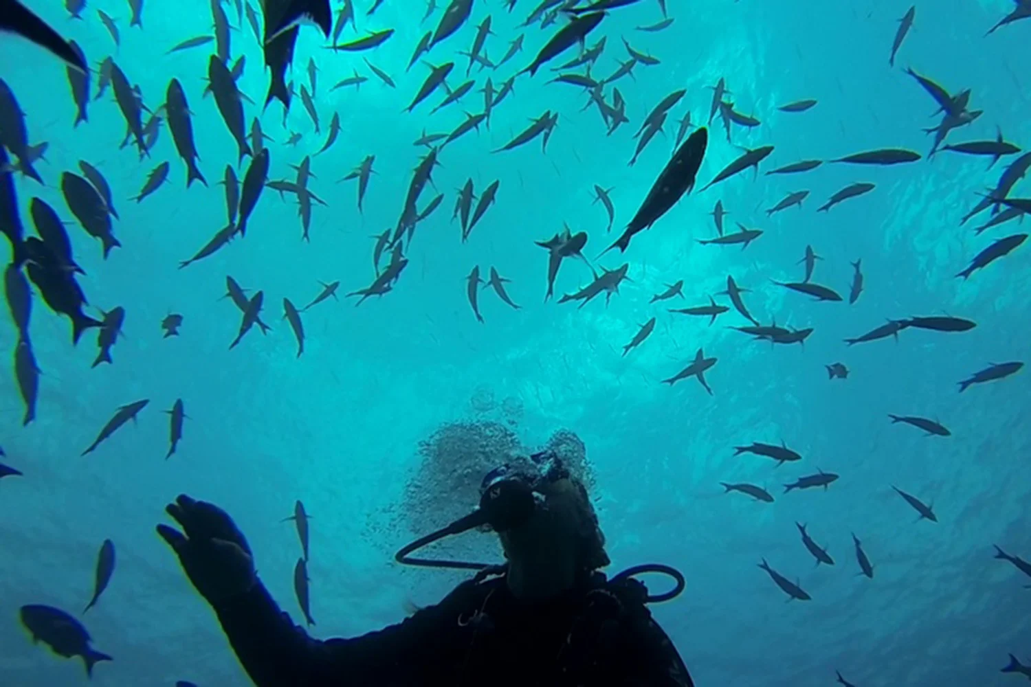 icis and fish.jpg