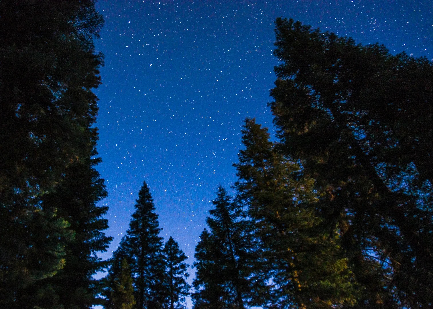 Night Sky, Sequoia National Forest, CA