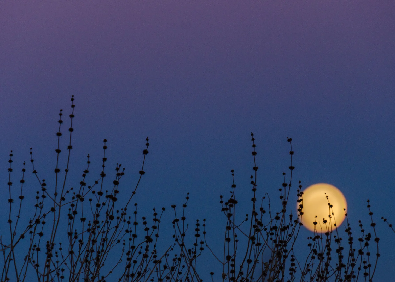 Abstract Supermoon, Los Angeles, CA.