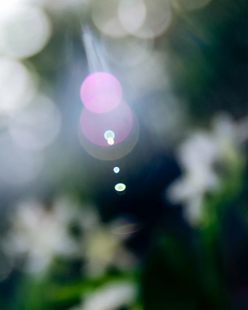 _DSC5429_8x10.jpg
