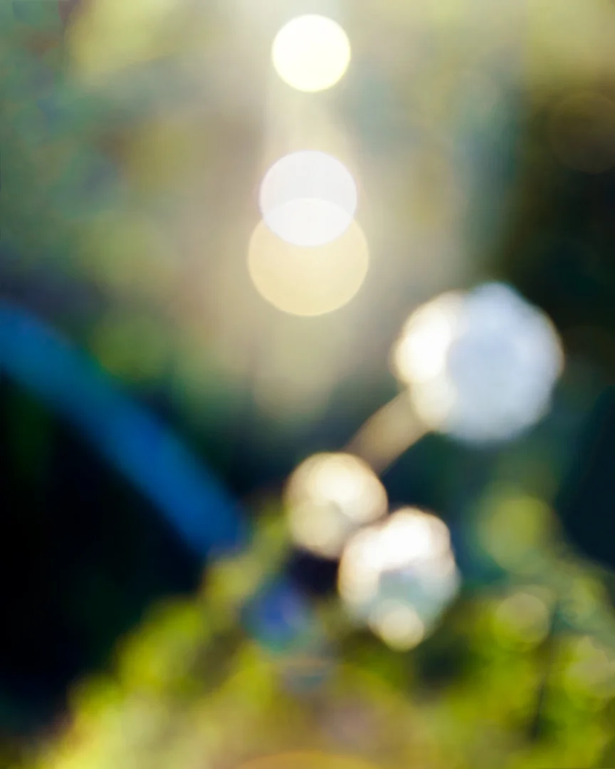 _DSC6225_8x10.jpg