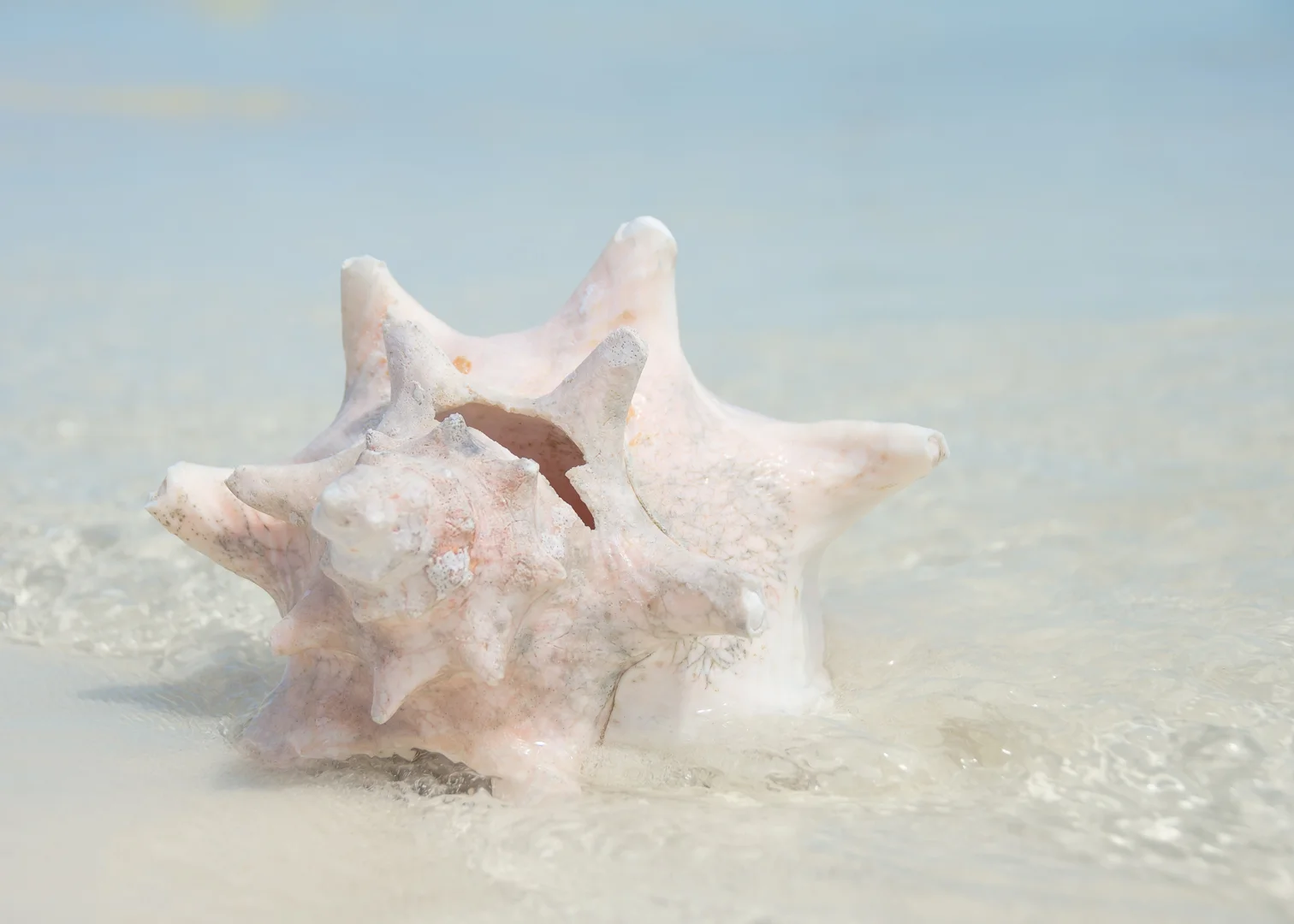 LR-Seashell-II-.jpg