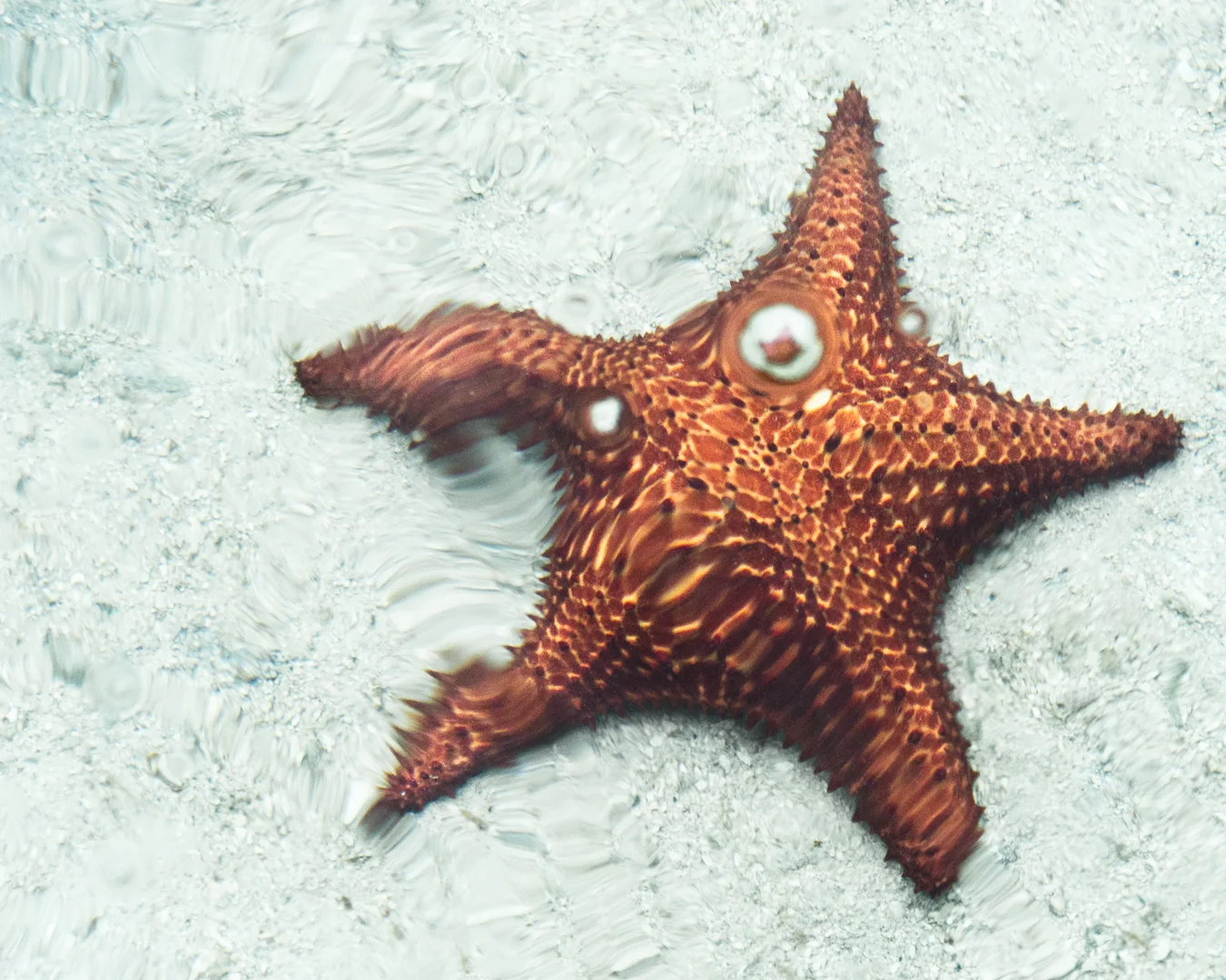 Starfish.jpg