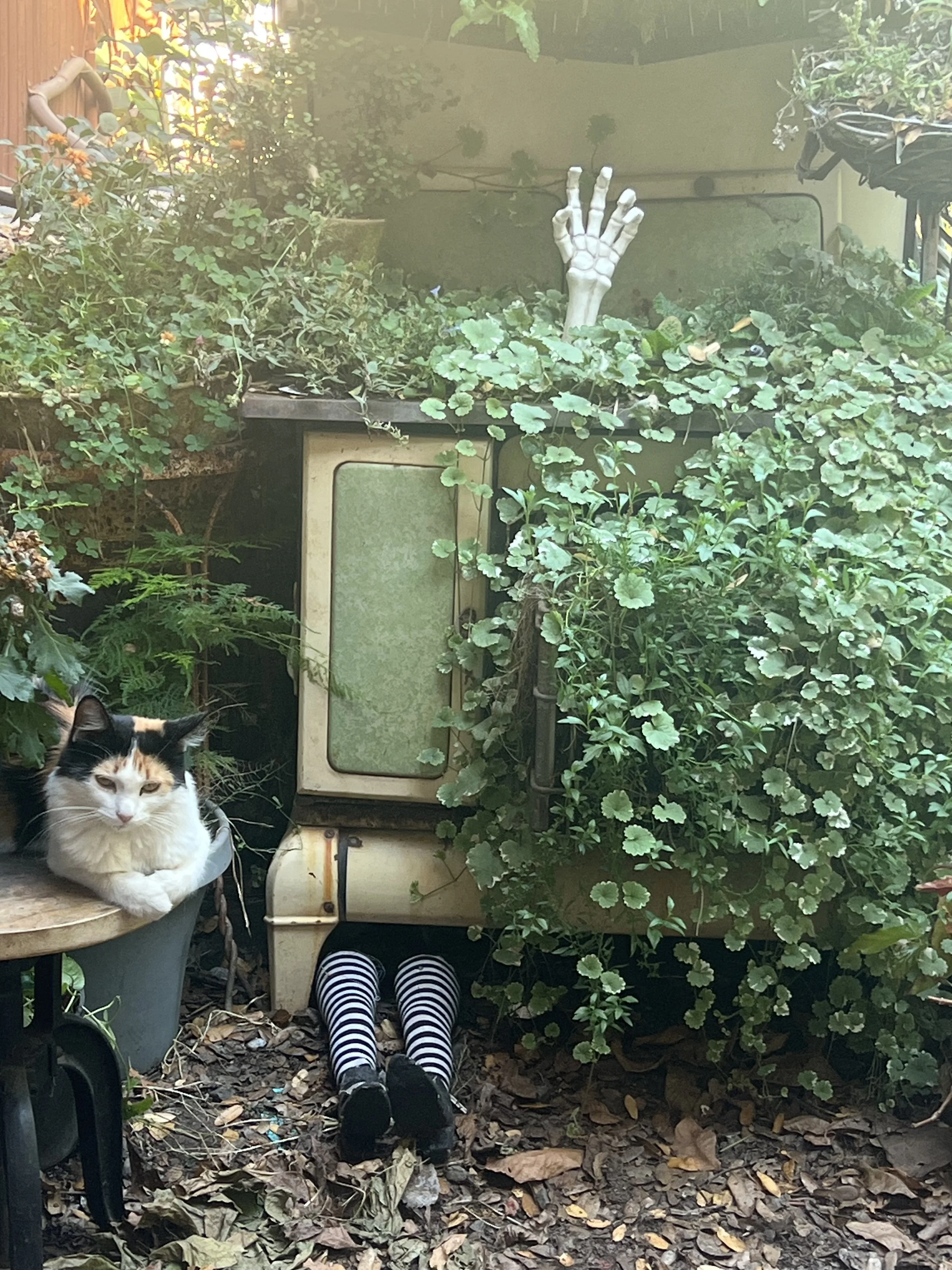 IMG_7004.jpeg