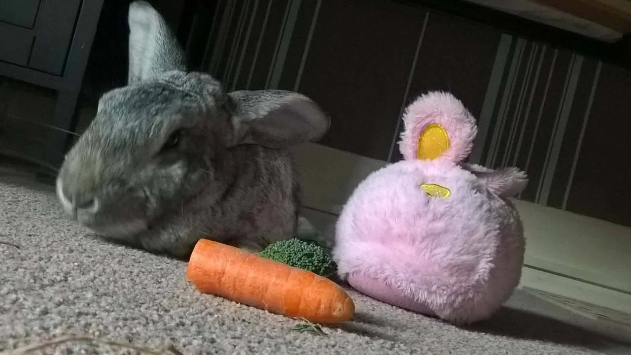 Wombat and Pink Rabbit.jpg