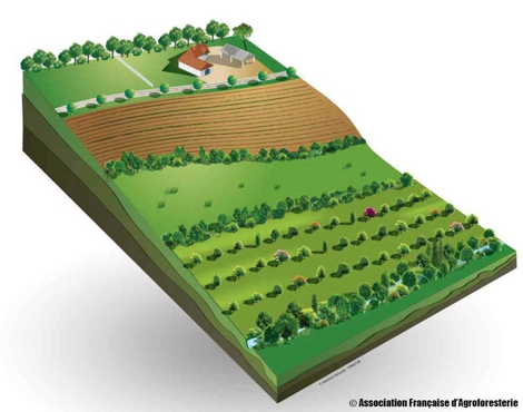 Agroforesterie.png