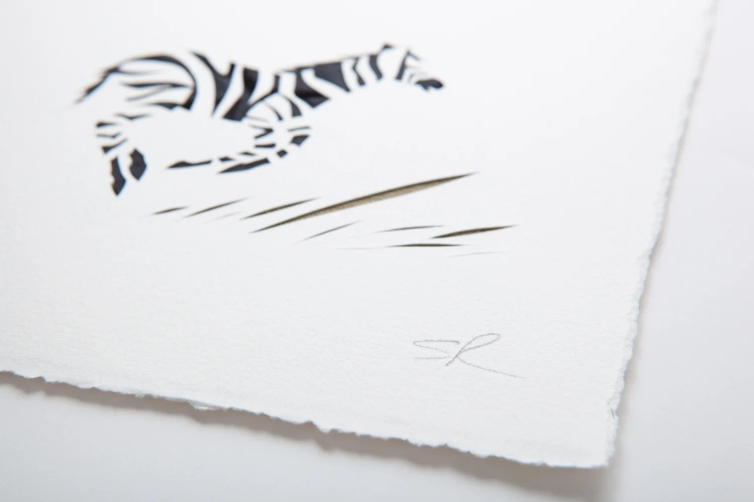 Baby zebra in detail