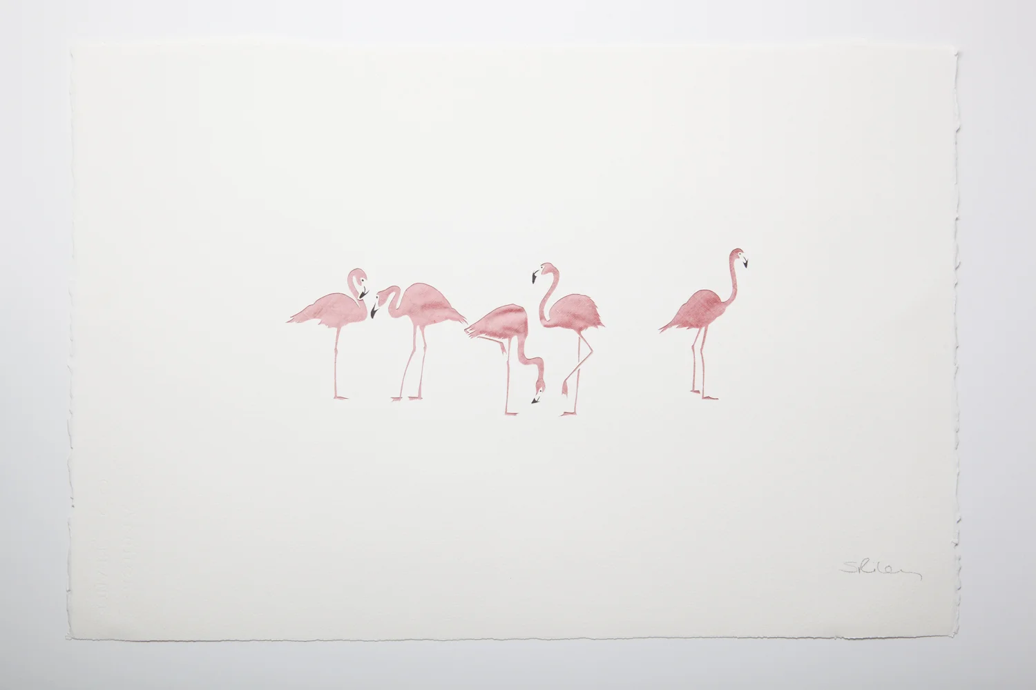 Five flamingos