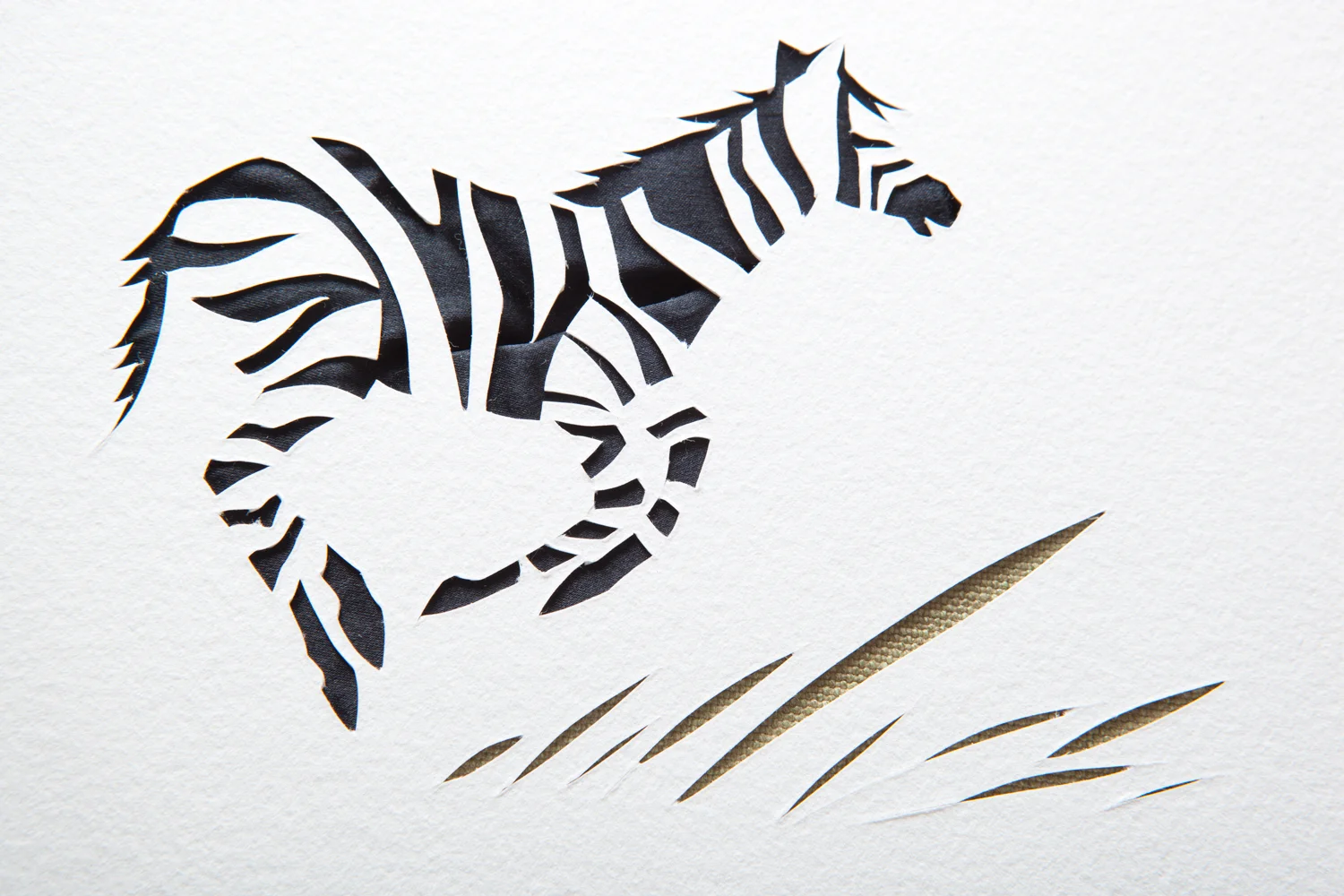 Baby zebra close up