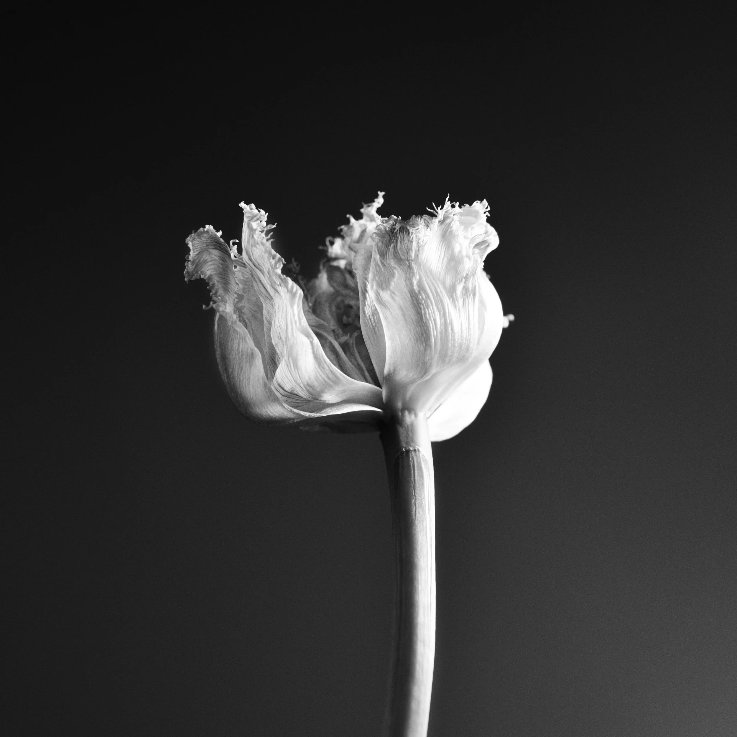 whiteandblack1.jpeg