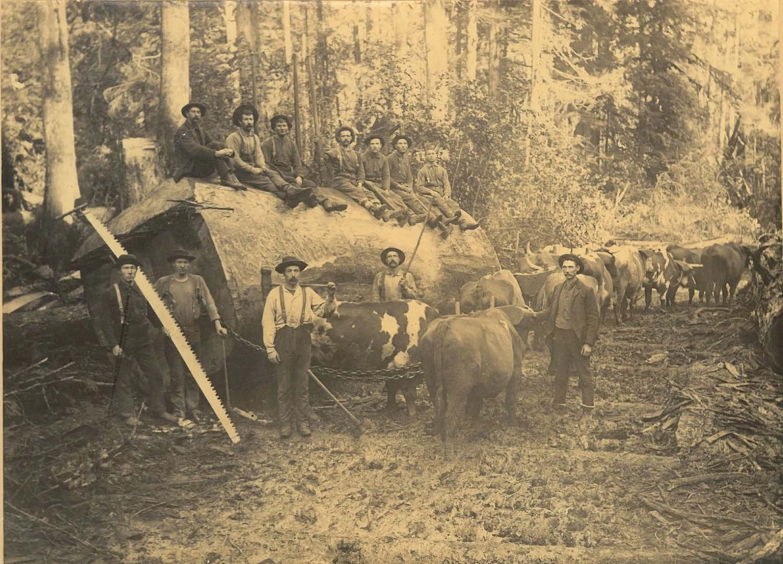 The American Chestnut Cradle To The Grave Backwoods Adventures