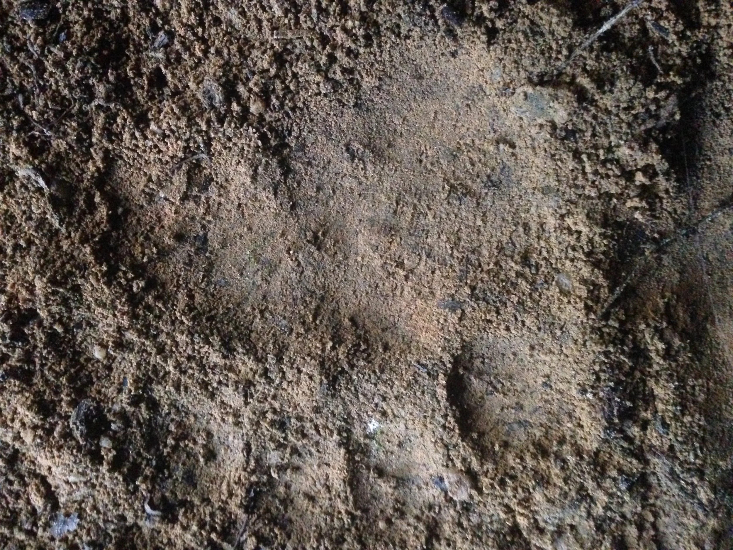 Another huge bear track