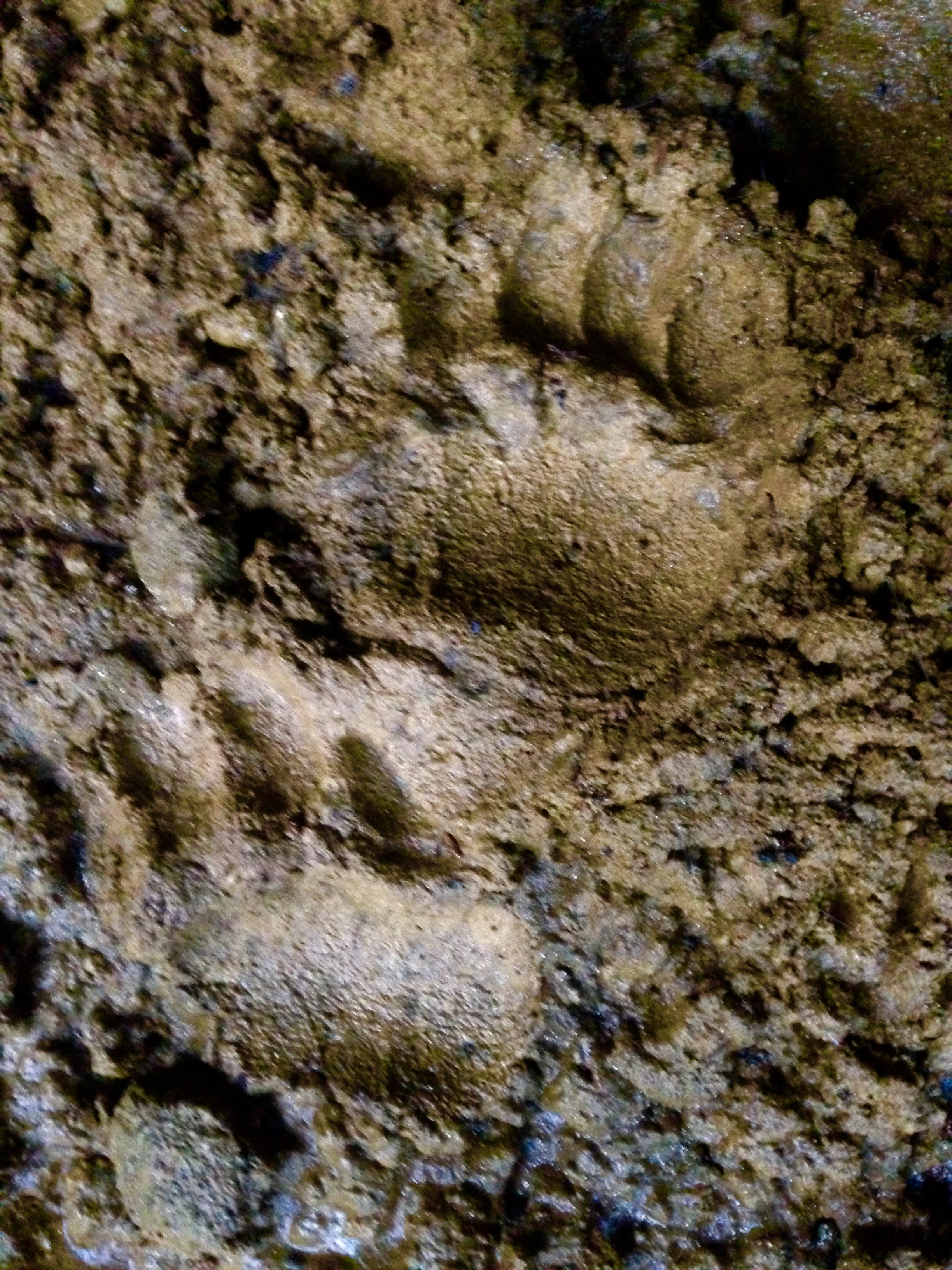 A nice set of bear tracks along the trail