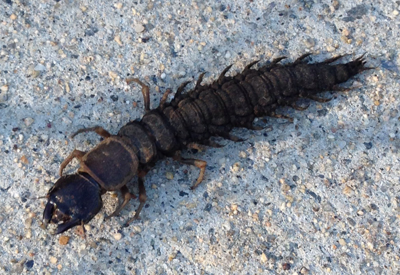The Hellgrammite and Dobsonfly — Backwoods Adventures