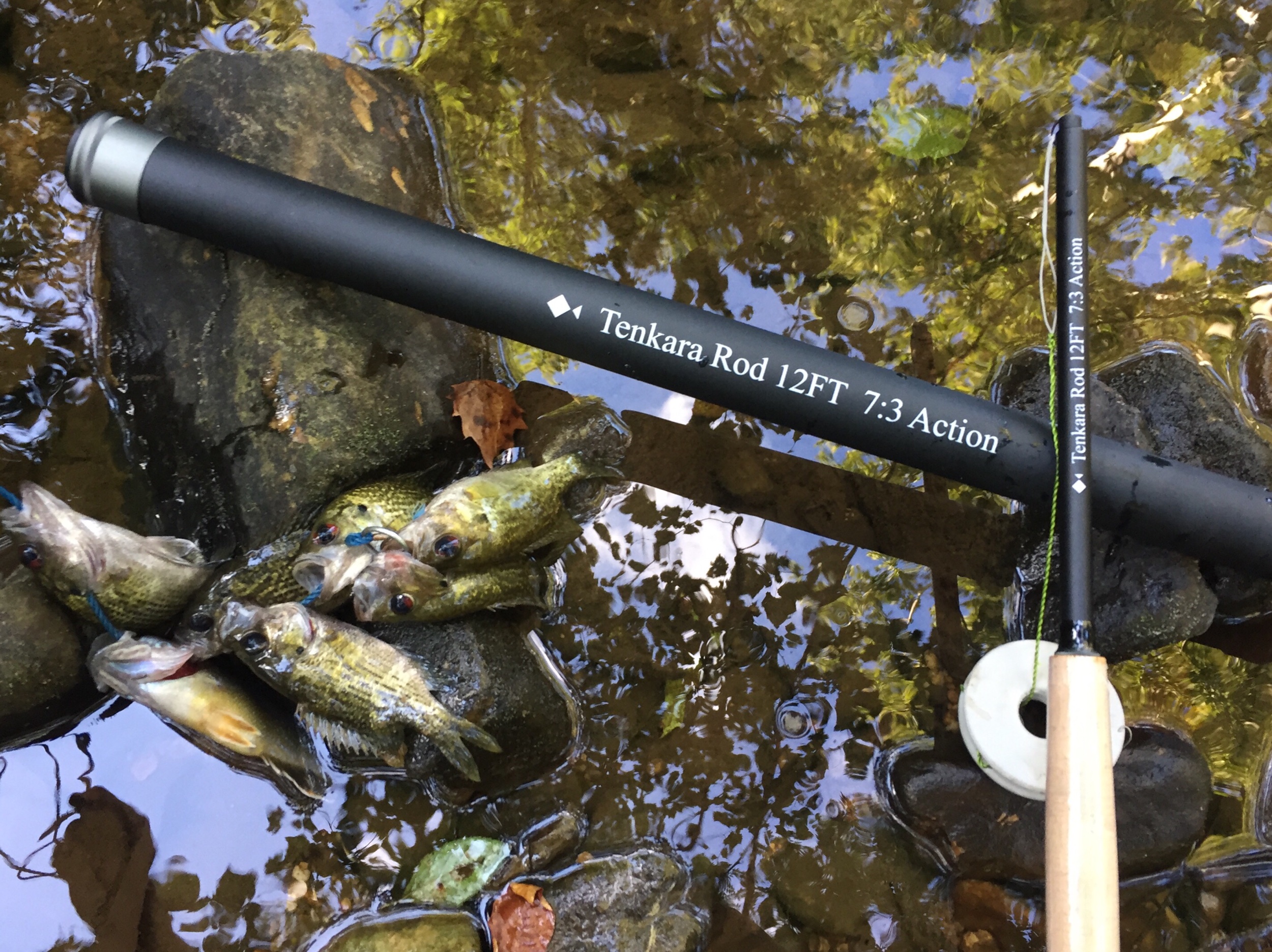 TEnkara fishing the tributaries of the Big South Fork NRRA