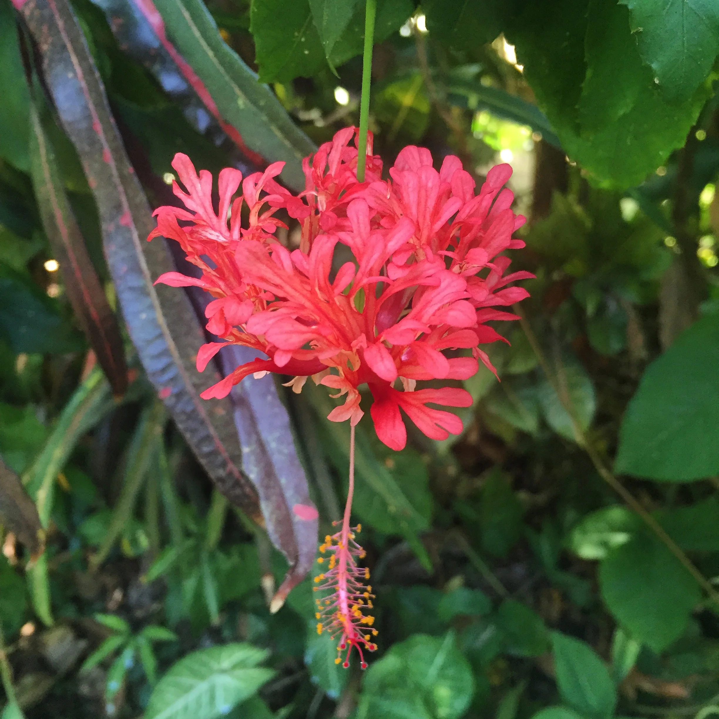This flower only blooms for a short time and then dies. In Sinhalese it is called Wada Mal which means Shoe flower or Hibiscus. 