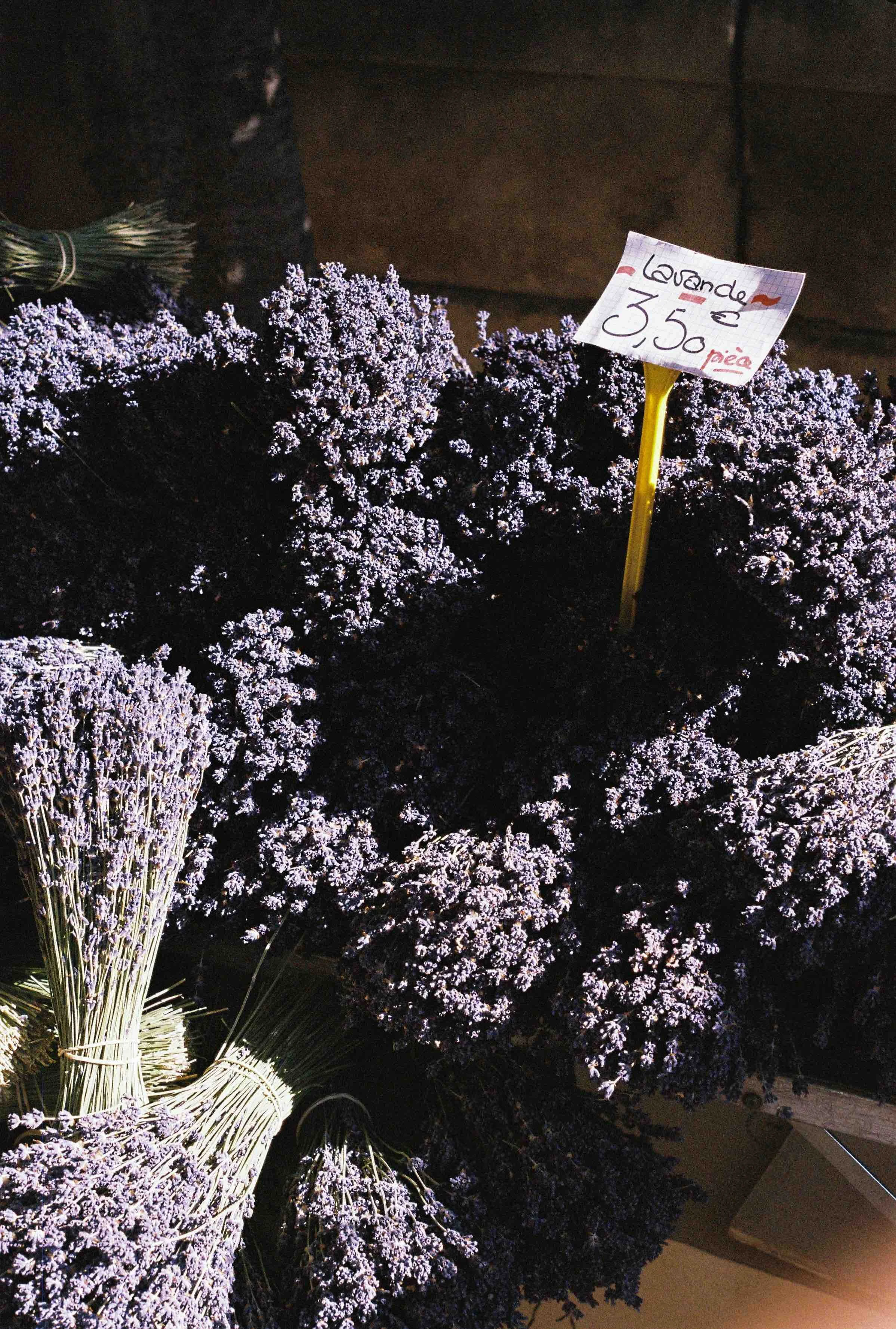 Provence + pepe-303.jpeg