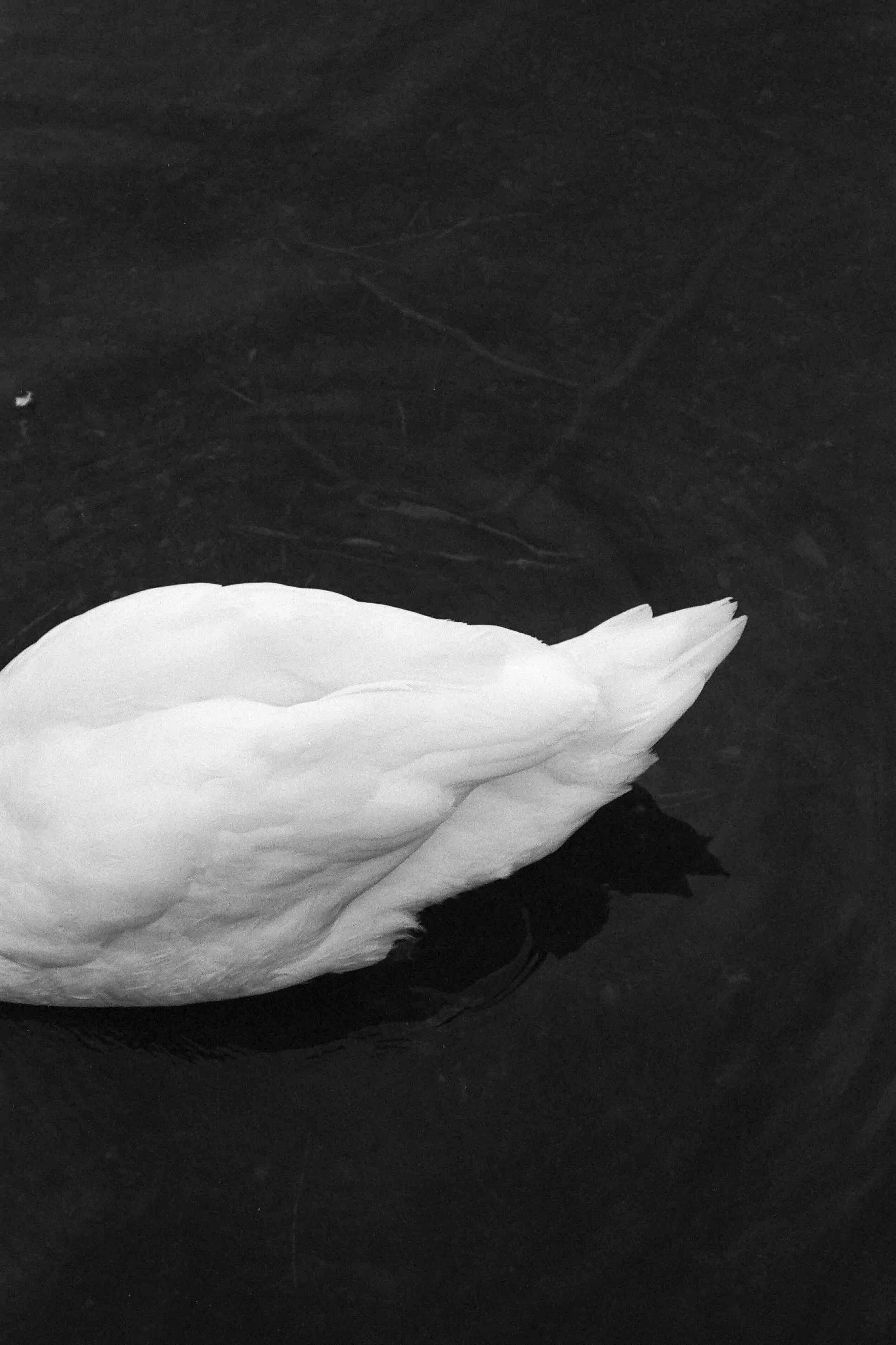 Giacomo Gex-420.jpeg