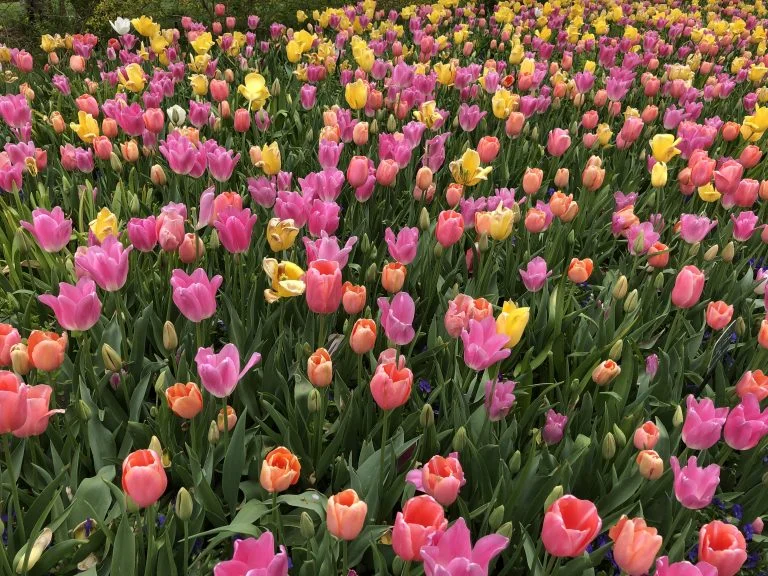 What to do with the spring bulbs after they've bloomed?