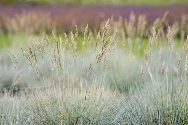  How to: Installing a meadow garden