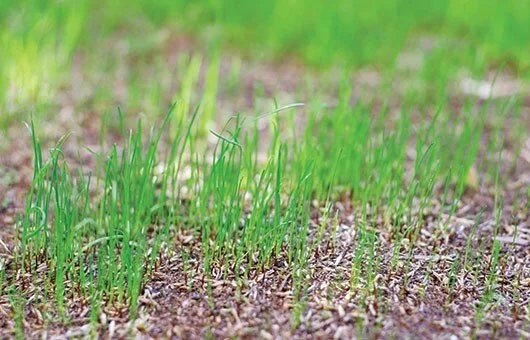 Reseed and Repair