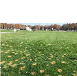 Is Your Lawn Experiencing the Effects of Chilling Injury?