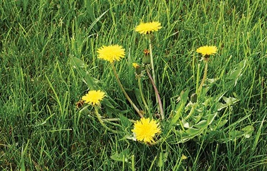 Get Out In Front Of Weeds