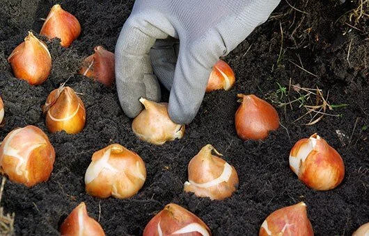 Start Planning Now for Spectacular Spring Bulbs