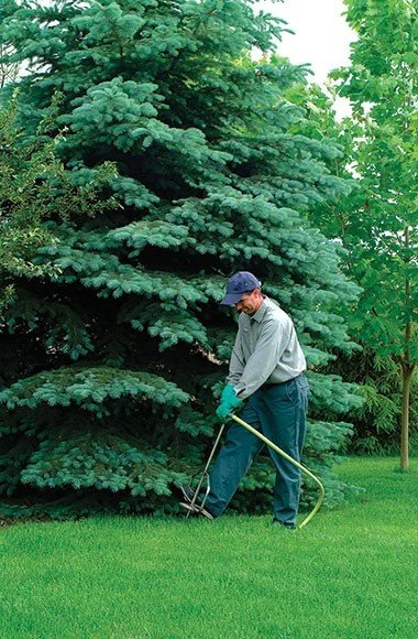 Feeding Trees and Shrubs