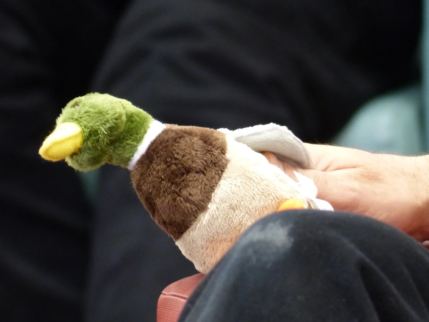 A Mallard duck