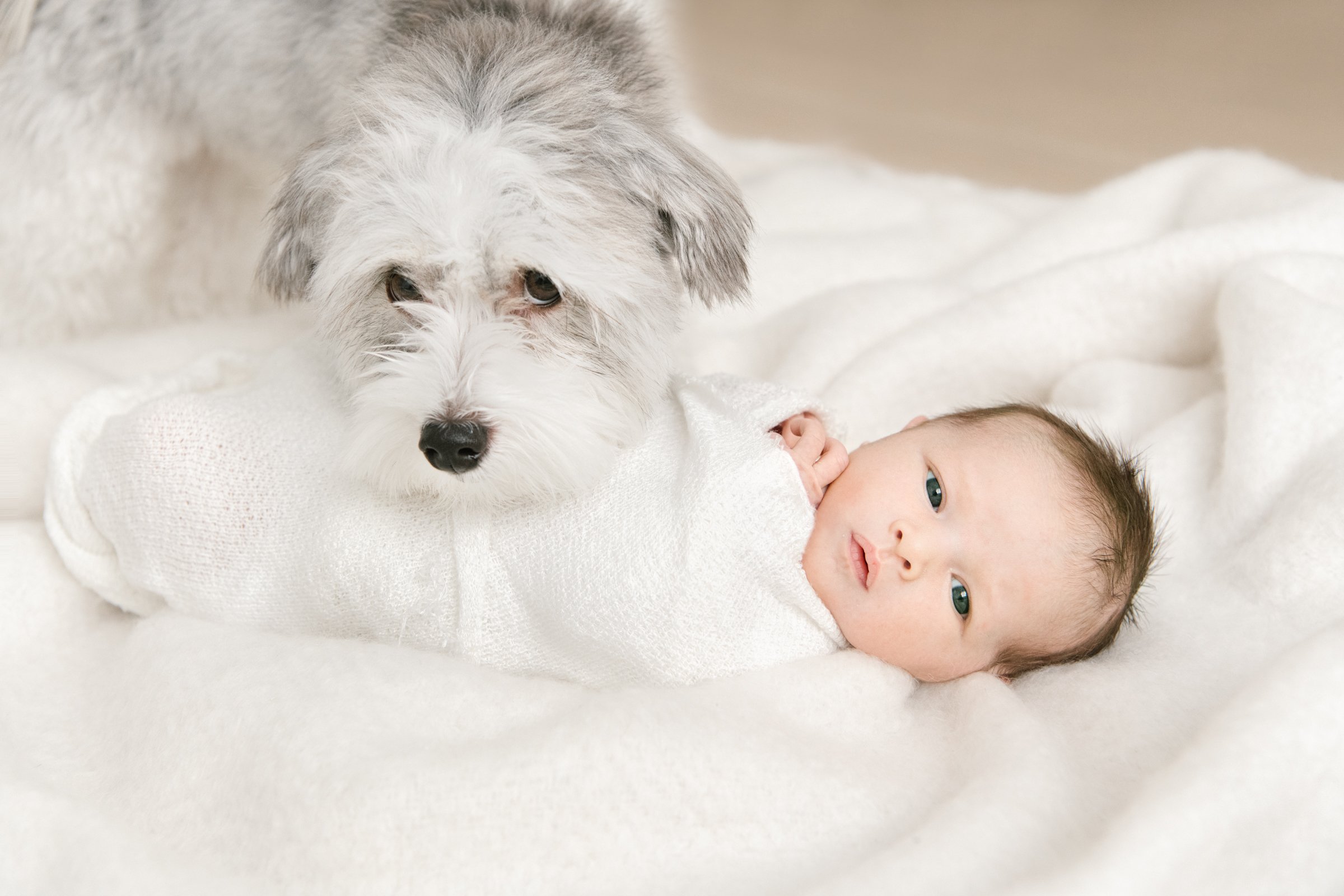  In a home in Hoboken, New Jersey Nicole Hawkins Photography captures a baby girl with her dog on a white blanket. dog and baby pictures doggie with baby girl white plush baby blankets newborn pose ideas New Jersey newborn sessions #nicolehawkinsphot