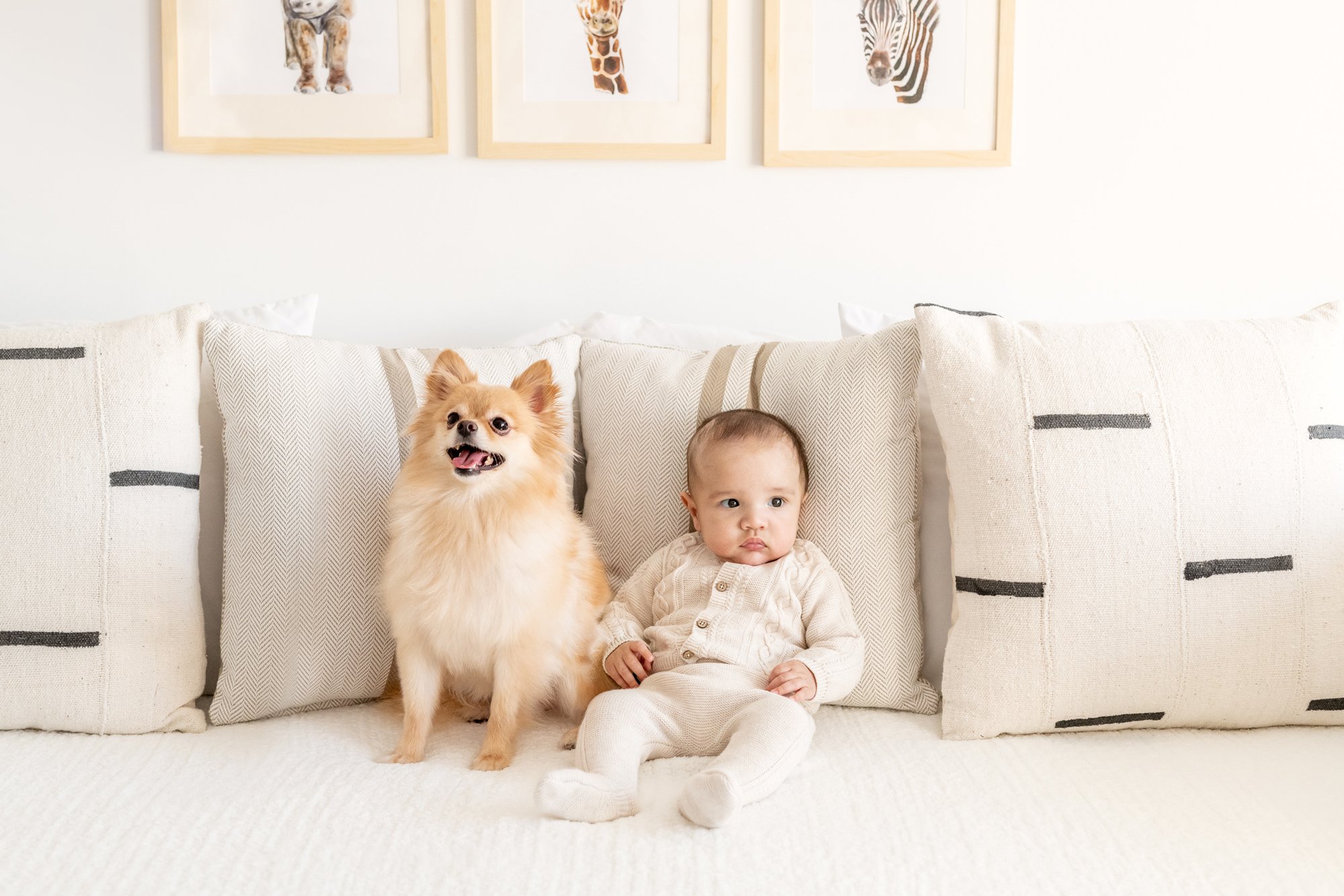  Newborn baby boy sitting on a couch in his nursery with his puppy sibling by Nicole Hawkins Photography. portrait fur sibling #NicoleHawkinsPhotography #InHomeNewborns #NurseryNewborns #NYCbabyphotography #babyportraits #ZooNursery #familyportraits 