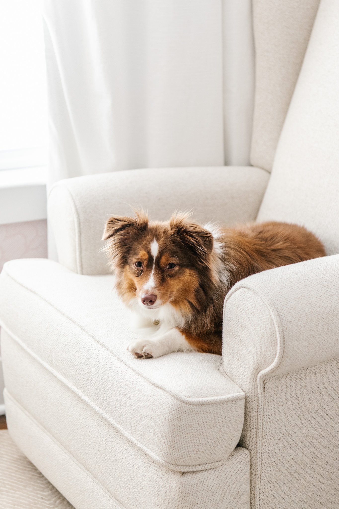  Portrait of a dog on a glider in a nursery by Nicole Hawkins Photography. dog portraits NY newborn photographer #NicoleHawkinsPhotography #NicoleHawkinsNewborns #InHomeNewborns #NewJerseyNewborns #NewYorkNewborns #babygirlnewborns 